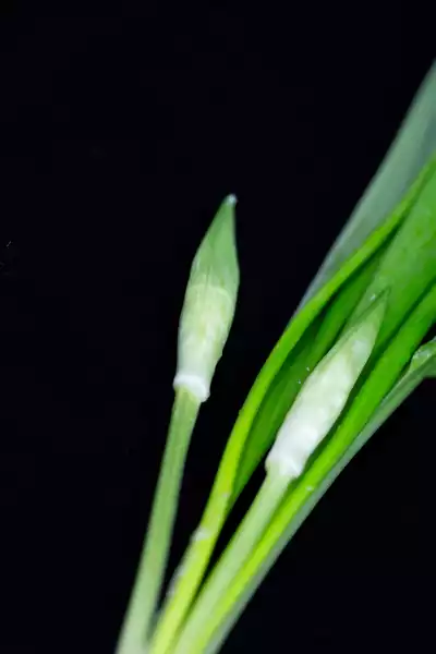 Bärlauch 野蒜