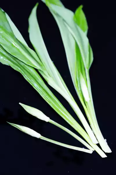 Bärlauch 野蒜