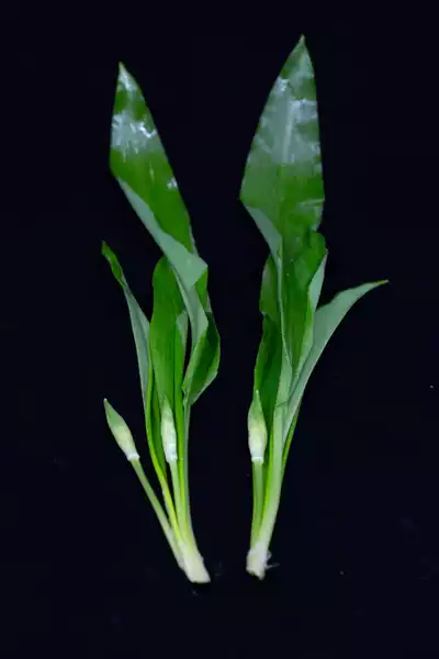 Bärlauch 野蒜