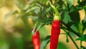 Chili 辣椒