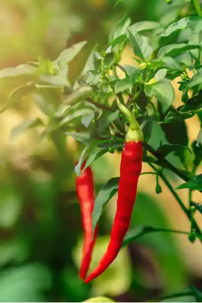 Chili 辣椒