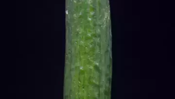 Gurke