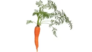 Karotte