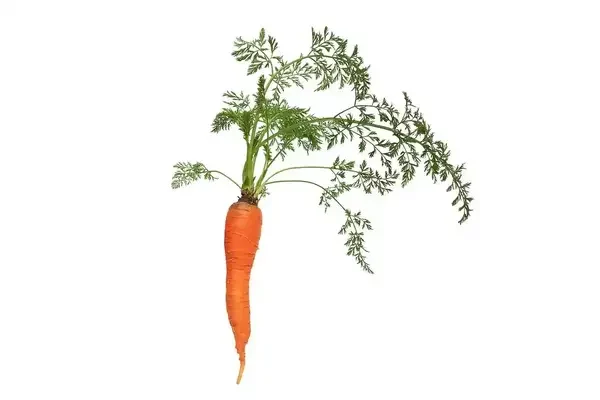 Karotte Carrot 胡蘿蔔