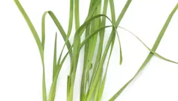 Schnittknoblauch 韭菜