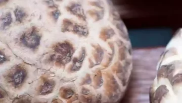 Shiitake Pilzen